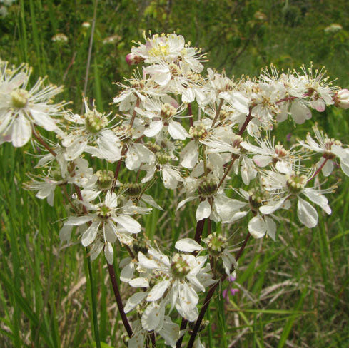 Dropwort Seeds
