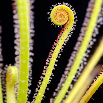 Sundew Seeds – Thread-Leaved