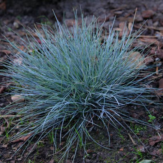 Drought Resistant Grass Seeds - Flower Plant