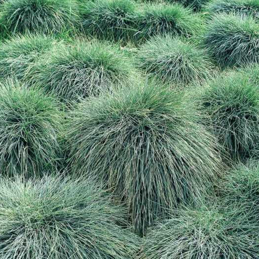 Drought Resistant Grass Seeds - Flower Plant