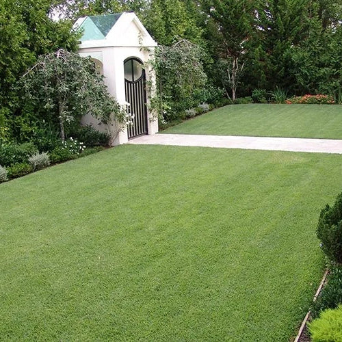 Drought Resistant Grass Seeds - Flower Plant