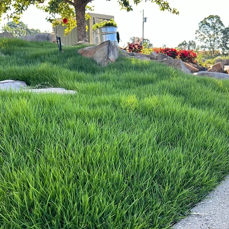 Drought Resistant Grass Seeds - Flower Plant