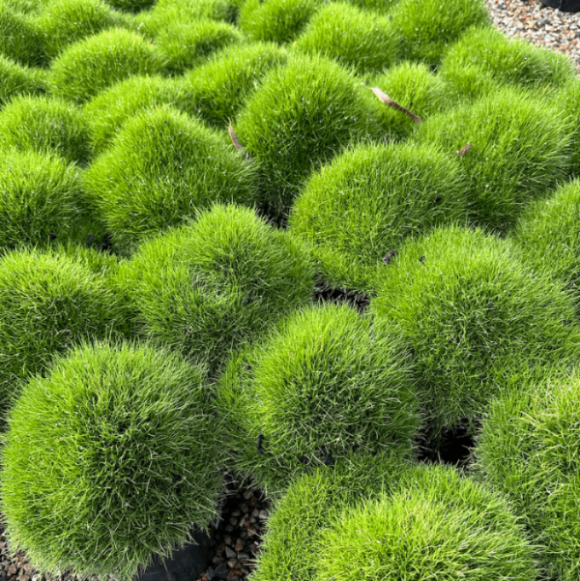 Drought Resistant Grass Seeds - Flower Plant