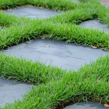 Drought Resistant Grass Seeds - Flower Plant