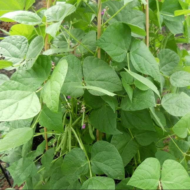 Drought Tolerant Bean Seeds - Vegetable Plant
