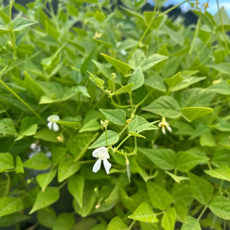 Drought Tolerant Bean Seeds - Vegetable Plant