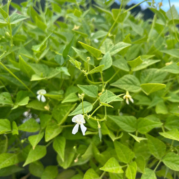 Drought Tolerant Bean Seeds - Vegetable Plant