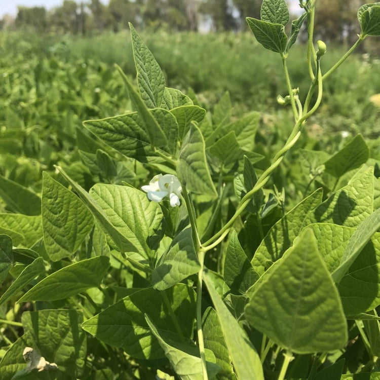 Drought Tolerant Bean Seeds - Vegetable Plant