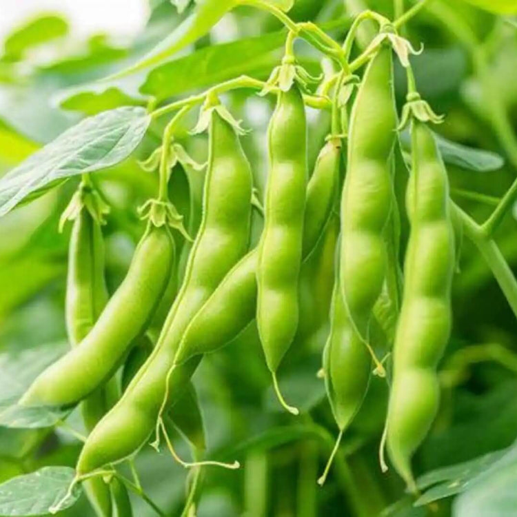 Drought Tolerant Bean Seeds - Vegetable Plant