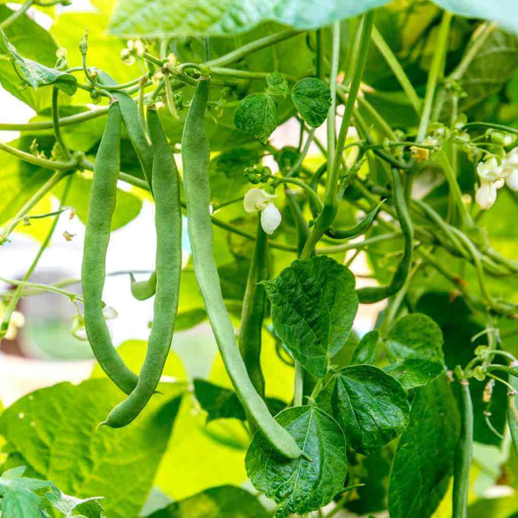 Drought Tolerant Bean Seeds for Planting