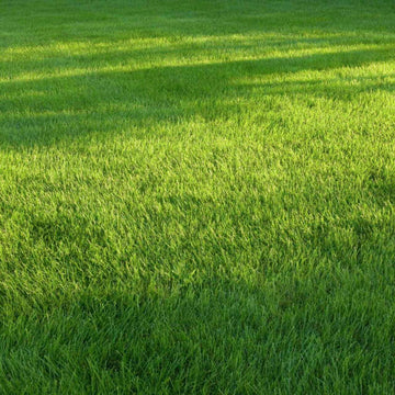 Drought Tolerant Grass Seeds - Flower Plant