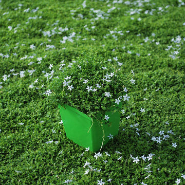 Drought Tolerant Ground Cover Seeds