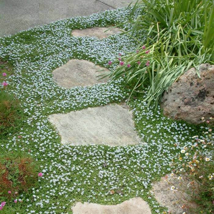 Drought Tolerant Ground Cover Seeds