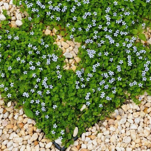 Drought Tolerant Ground Cover Seeds