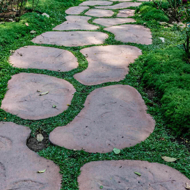 Drought Tolerant Ground Cover Seeds