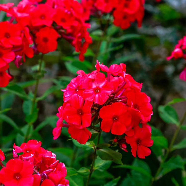Drummond Seeds - All In One For Home Gardens