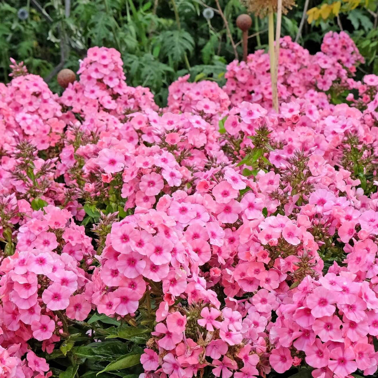 Drummond Seeds - All In One For Home Gardens