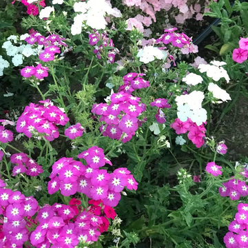 Drummond Seeds - All In One For Home Gardens