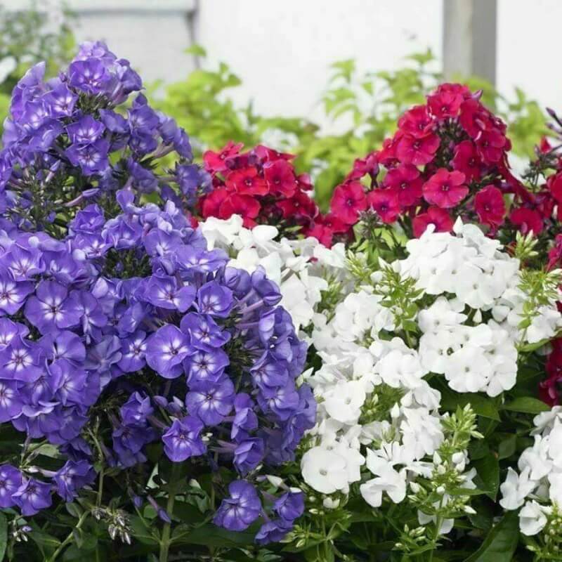 Drummond Seeds - All In One For Home Gardens