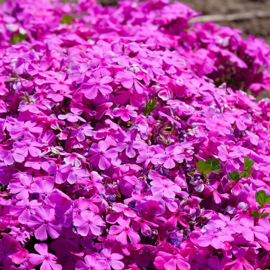 Drummond Seeds - All In One For Home Gardens