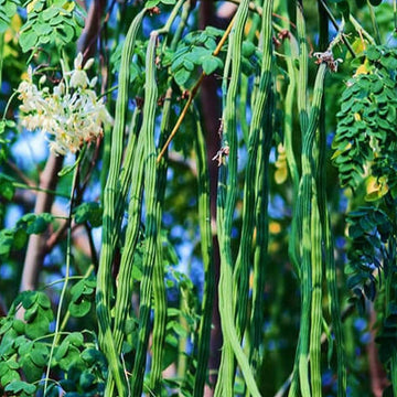 Drumstick Seeds – High Yield
