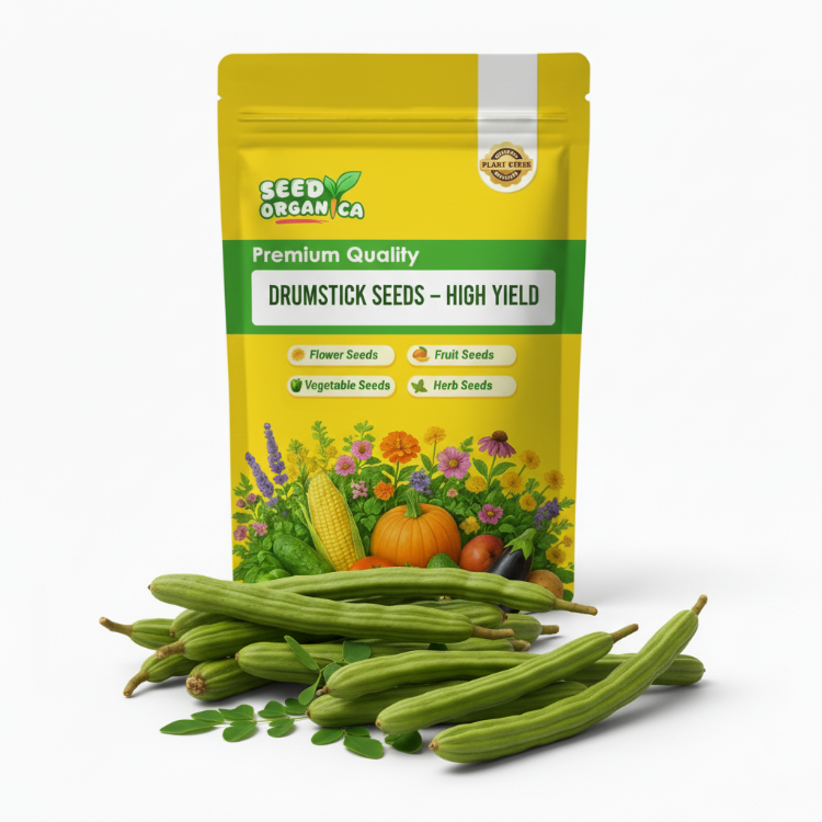 Drumstick Seeds – High Yield