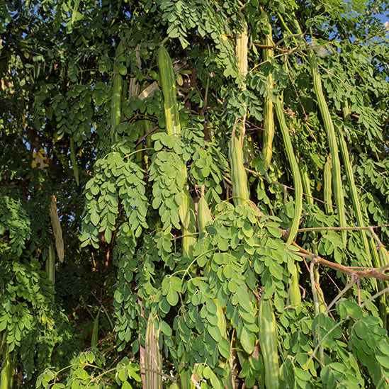 Drumstick Tree Seeds - Herbal Plant