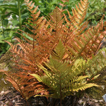 Dryopteris Erythrosora Fern Seeds