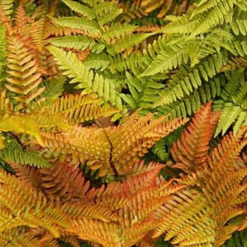 Dryopteris Erythrosora Fern Seeds