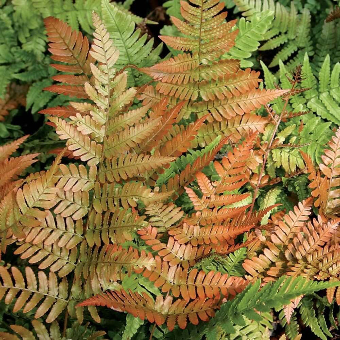 Dryopteris Erythrosora Fern Seeds