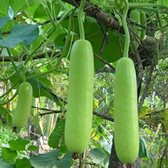 Dudi Seeds - vegetable Plant for Home Gardens