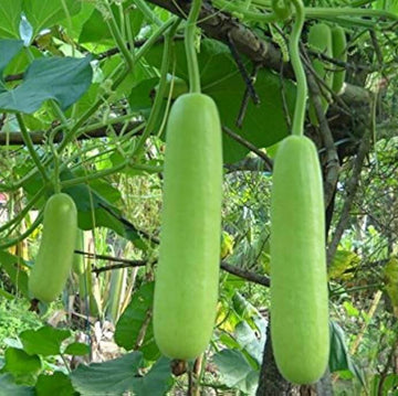 Dudi Seeds - vegetable Plant for Home Gardens