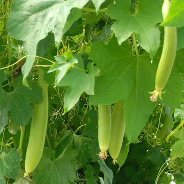 Dudi Seeds - vegetable Plant for Home Gardens