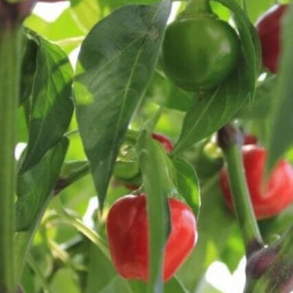 Dundicut Chilli Seeds