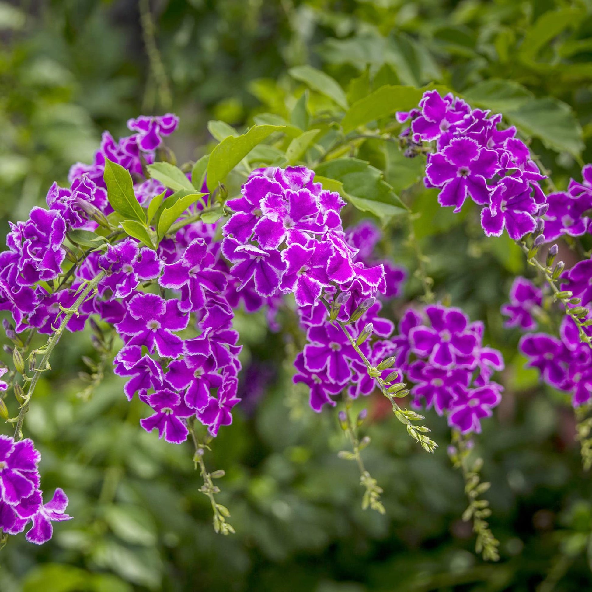 Duranta Seeds – Erecta
