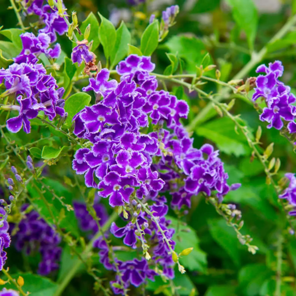 Duranta Seeds – Erecta
