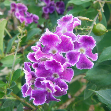 Duranta Seeds – Erecta
