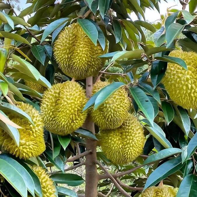 Durian Monthong Seeds - Fruit Plant For Home Gardens
