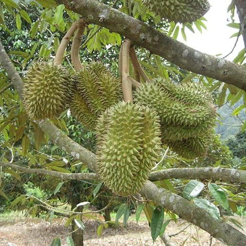 Durian Monthong Seeds - Fruit Plant For Home Gardens