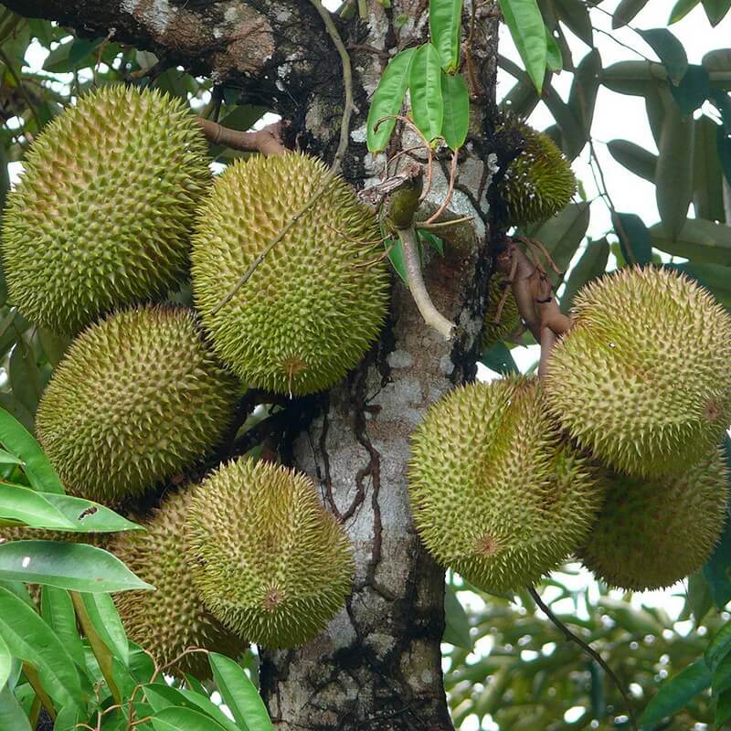 Durian Monthong Seeds - Fruit Plant For Home Gardens