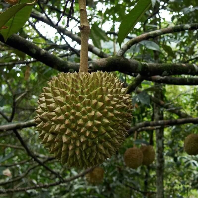 Durian Monthong Seeds - Fruit Plant For Home Gardens