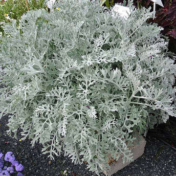 Dusty Miller Seeds - Flower Plant
