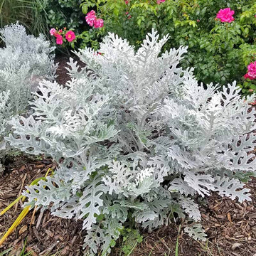 Dusty Miller Seeds - Flower Plant