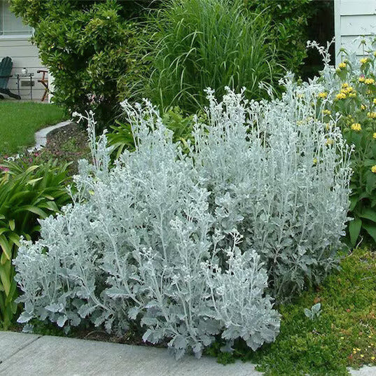 Dusty Miller Seeds - Flower Plant