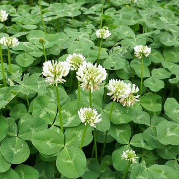 Dutch Clover Seeds