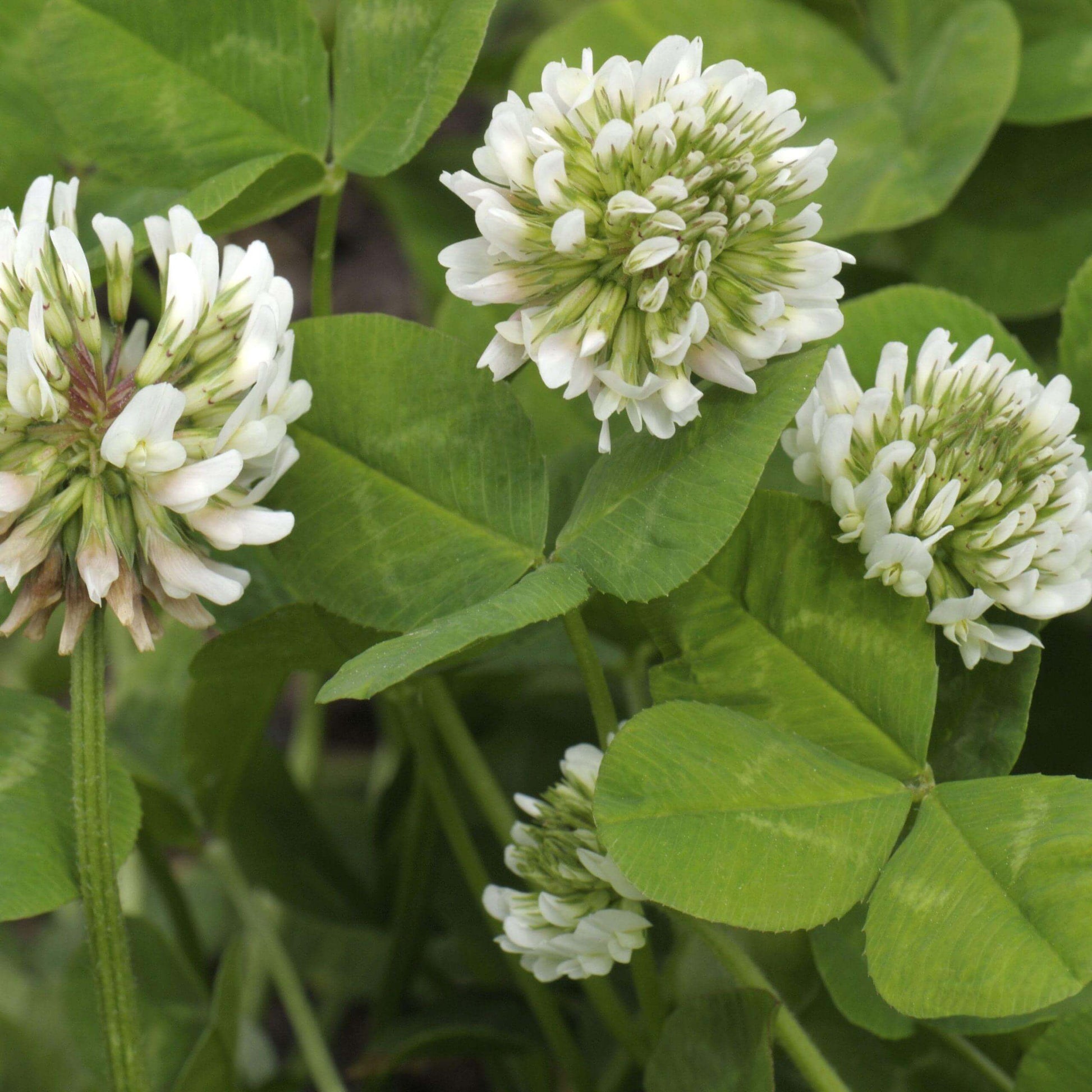 Dutch Clover Seeds