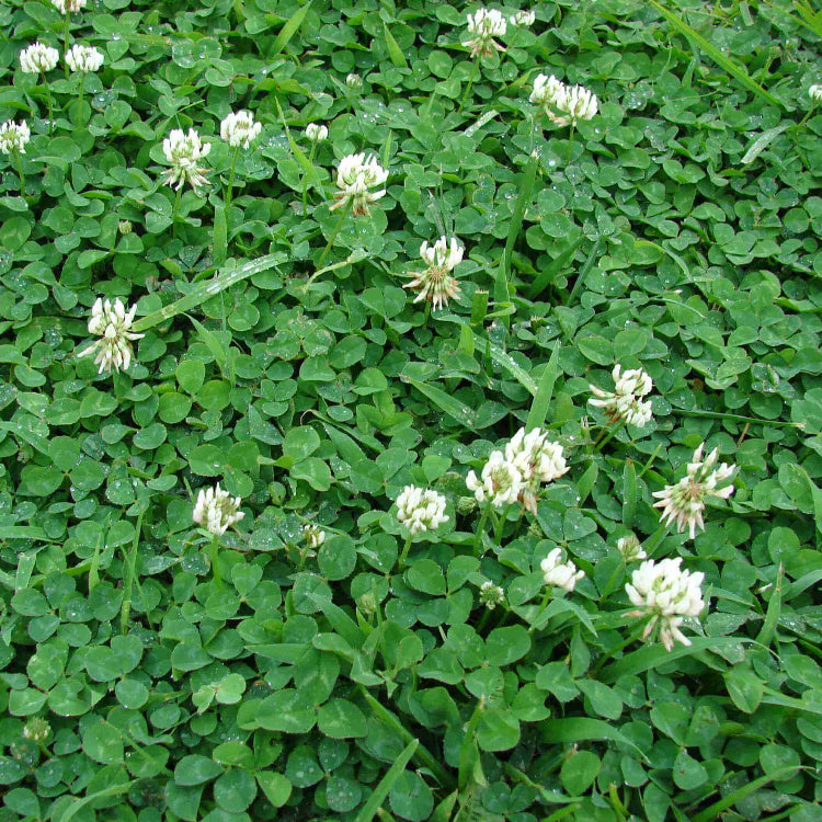 Dutch Clover Seeds
