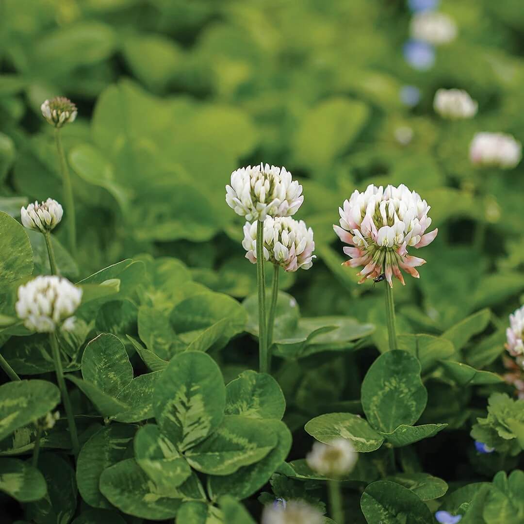 Dutch Clover Seeds