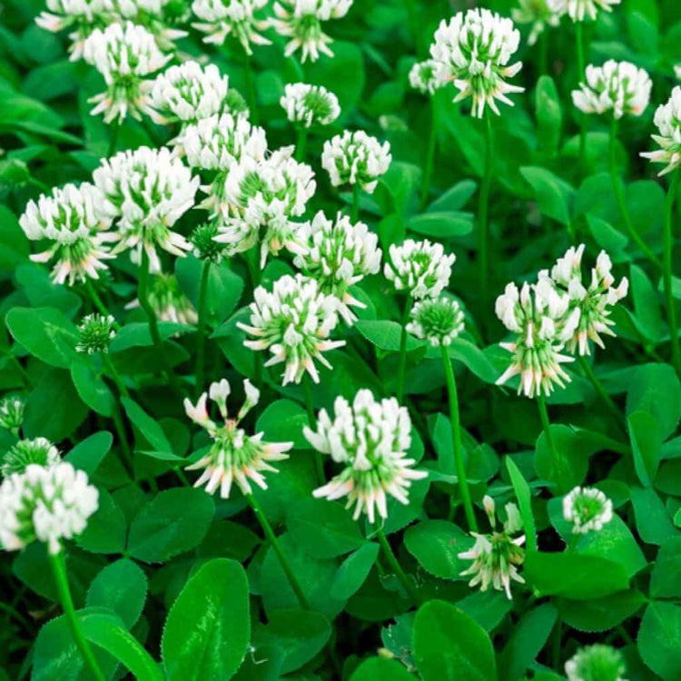 Dutch Clover Seeds