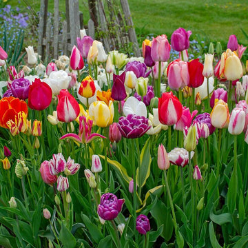 Dutch Tulips Seeds - Flower Plant